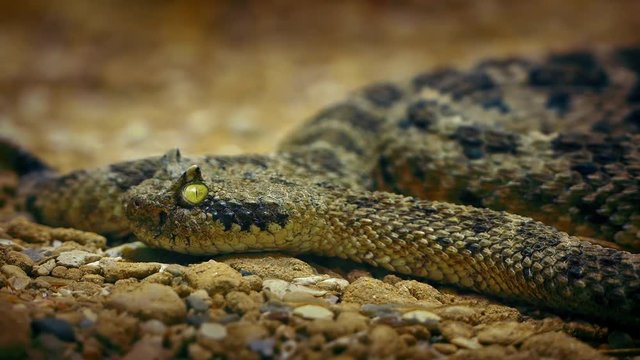 Rattlesnake On Desert Floor Closeup