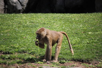 Hamadryas baboon eating