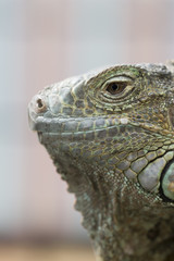 グリーンイグアナの顔面