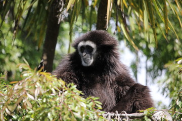 White handed (Lar) Gibbon sitting in a tree
