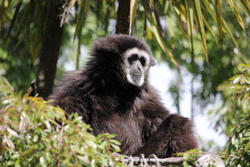 White handed (Lar) Gibbon sitting in a tree