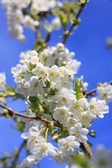 Obraz premium Beautiful white cherry blossom tree in spring time. Fresh blooming petals. Springtime in Slovakia
