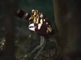 Harlequin swimming crab (Lissocarcinus laevis)