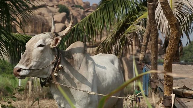White cow on a leash standing at the field.