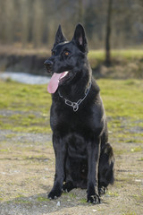 Beautiful Young Black German Shepherd Dog