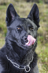 Beautiful Young Black German Shepherd Dog