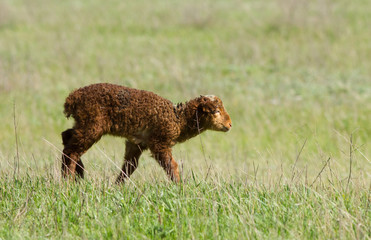 Lamb (Ovis aries) in the field, Kalmykia, Russia