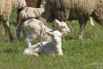 Lambs (Ovis aries) in the field, Kalmykia, Russia