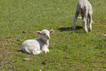 Obraz premium Lambs (Ovis aries) in the field, Kalmykia, Russia