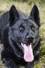 Beautiful Young Black German Shepherd Dog