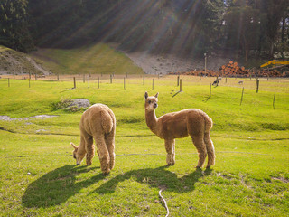 Alpaca, Walter Peak High Country Farm, New Zealand