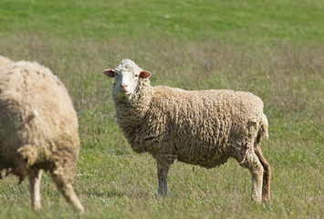 Naklejka premium Sheeps (Ovis aries) in the field, Kalmykia, Russia