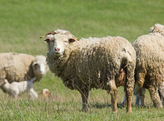 Naklejka na ściany i meble Sheeps (Ovis aries) in the field, Kalmykia, Russia
