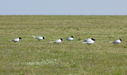 Fototapeta na wymiar Mediterranean gulls (Ichthyaetus melanocephalus) in the field, Kalmykia, Russia