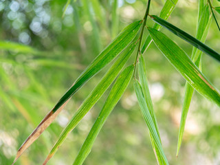 Bamboo Leaves, Thailand