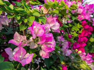 Purple and Pink Bougainvillea Flowers with leaves