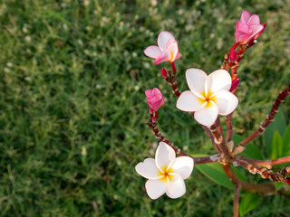 White and Pink Flowers on Green Grass Background