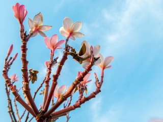 White-Pink Flowers on Blue Sky