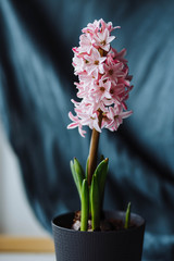 Pink Hyacinth flower seedlings with tuber, Hyacinthus orientalis in flower pot isolated on white backround