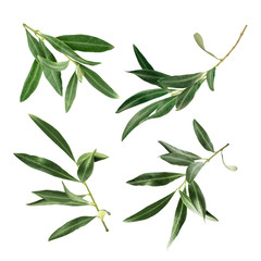 Ensemble de photos de branches d& 39 olivier vertes, isolées sur blanc