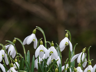 Beautiful white snowdrops on a meadow