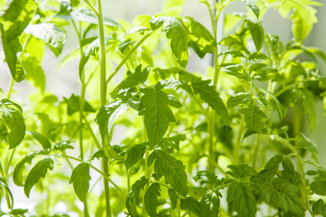 Fototapeta na wymiar Young green tomato seedlings