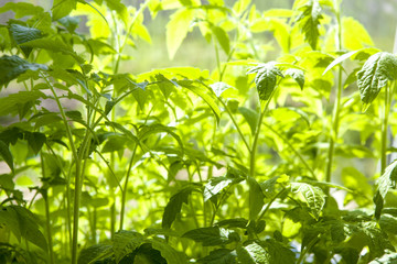 Young green sprouts tomato