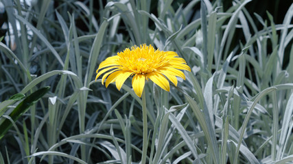 Gazania rigens (Treasure Flower), yellow flower with silver leaves