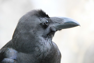 カラスの顔(北海道)
