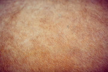 Background color of fur of wild animals shot closeup