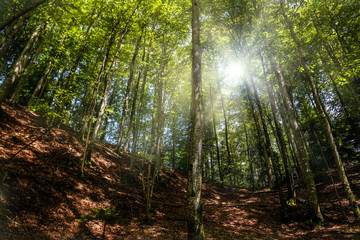 forêt en montagne et ciel bleu