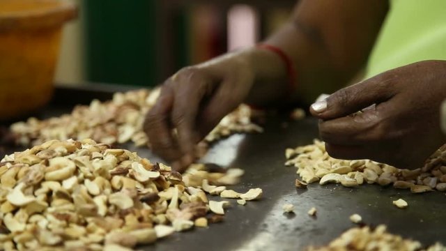 Women picking and sorting cashew nuts with their hands.