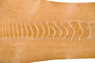 Ostrich leg leather © serdarerenlere