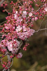 Fototapeta na wymiar 桜（ジンダイアケボノ）