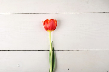 flower tulip on a white wooden table