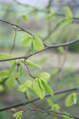 Giovani foglie verdi di Carpino. Sfondo di primavera