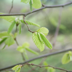 Giovani foglie verdi di Carpino. Sfondo di primavera