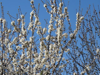 Primavera