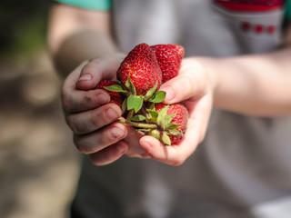 Strawberries in hands, early and fragrant