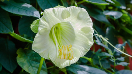 creeper plant with white flower blossom