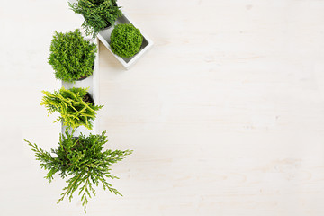 Modern interior with green young conifer plants in white box on beige wood board background with copy space top view.