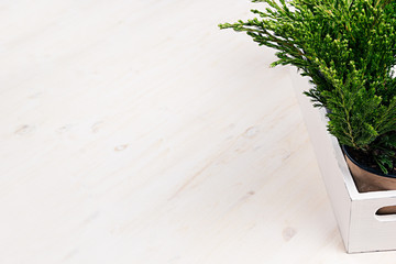 Home soft modern minimalistic with young green plants in white box with copy space on beige wood table.