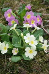 Primule giallo e rosa. Primula vulgaris