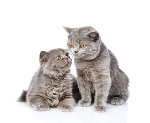 Two Scottish cats sniff each other. isolated on white background