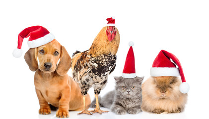 Large group of pets in red christmas hats. isolated on white background