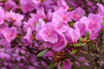 rhododendron flowers magenta background rain