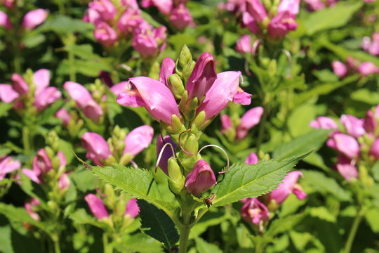 "Pink Turtlehead" flower (or Twisted Shell Flower) in St. Gallen, Switzerland. Its Latin name is Chelone Obliqua, native to eastern USA.