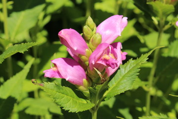 "Pink Turtlehead" flower (or Twisted Shell Flower) in St. Gallen, Switzerland. Its Latin name is Chelone Obliqua, native to eastern USA.