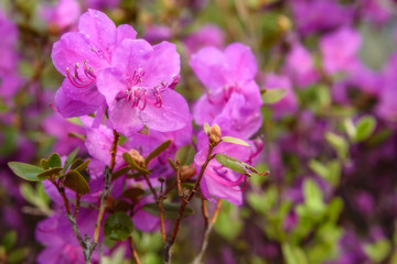 Fototapeta premium rhododendron flowers magenta background rain