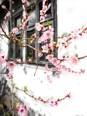 Vintage window and apricot tree flower with buds blooming at springtime - 142062720